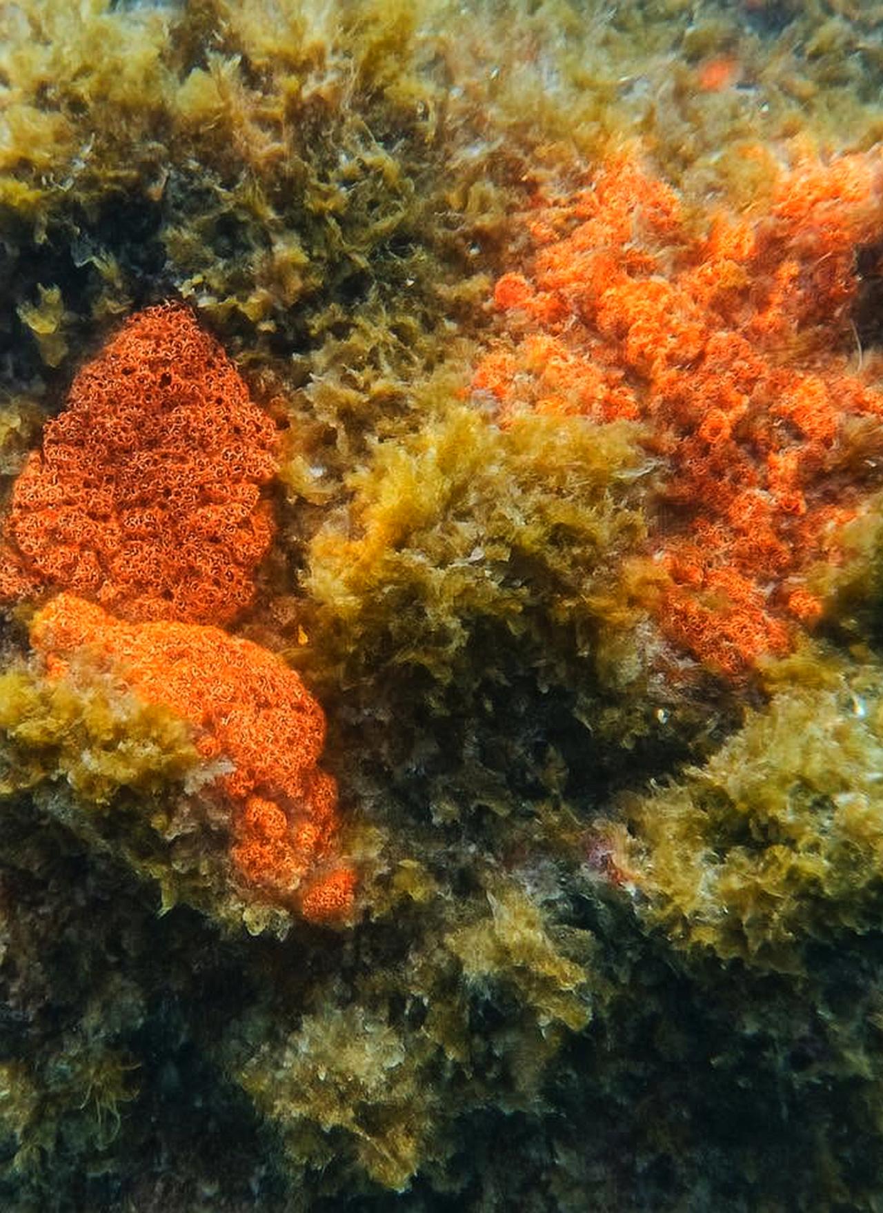 Il fascino nascosto di Botryllus, il nostro inaspettato parente